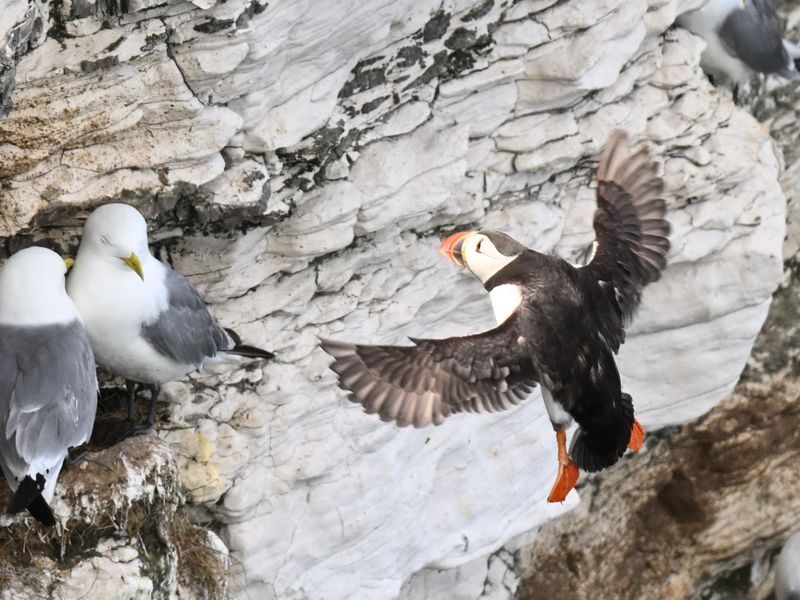 Puffin