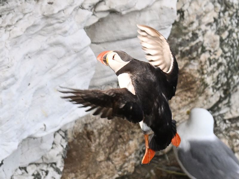 Puffin