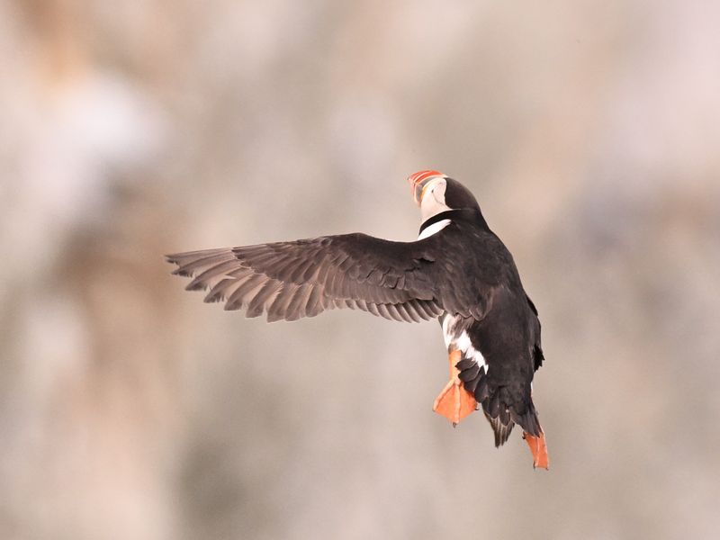 Puffin