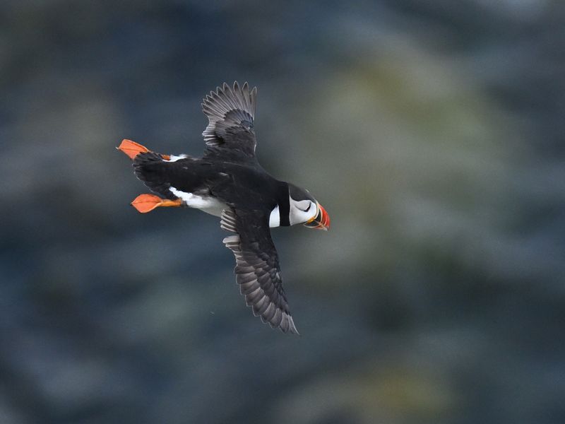 Puffin