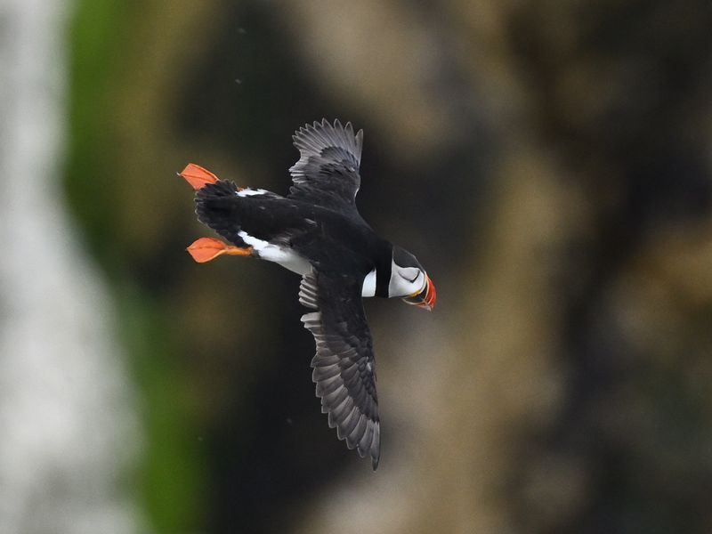Puffin
