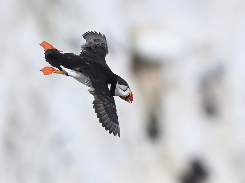 Puffin
