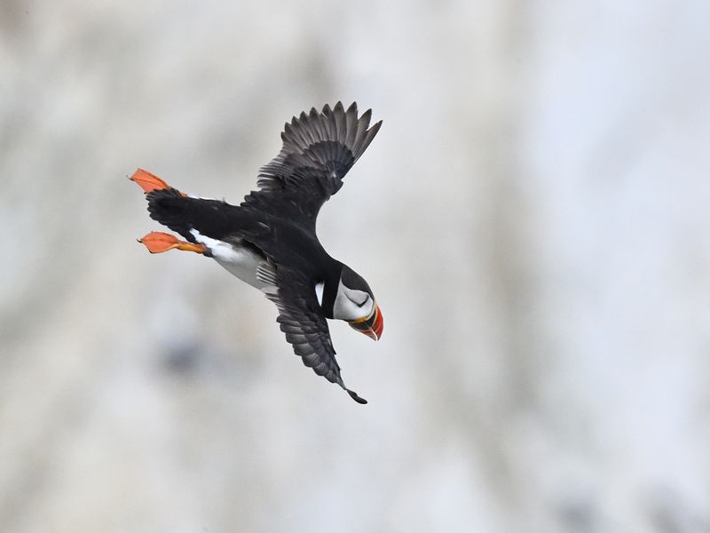 Puffin
