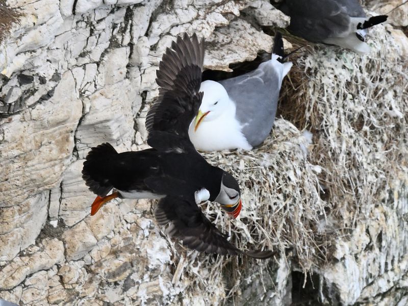 June 16th 2025 - Bempton Cliffs
