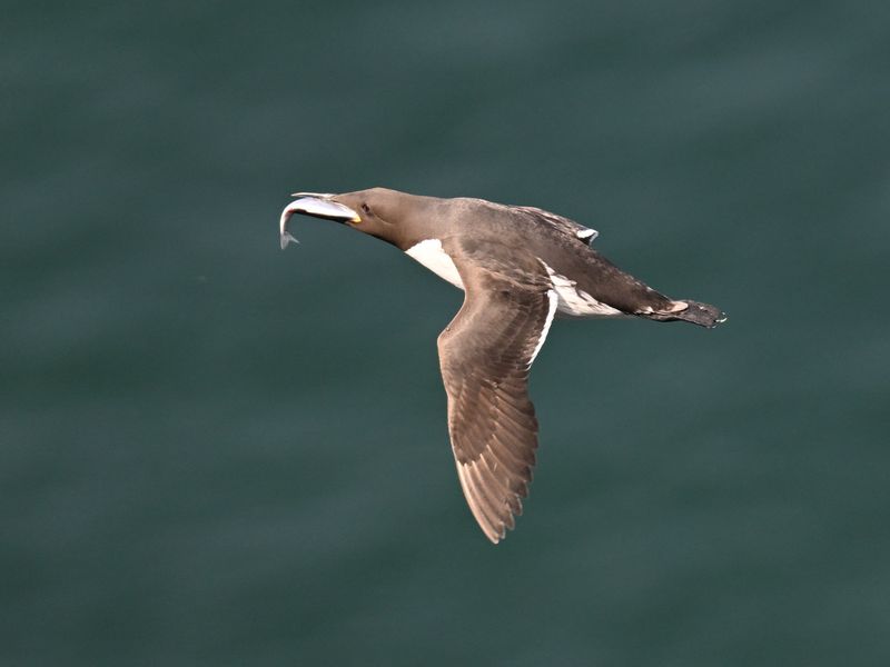 Guillemot