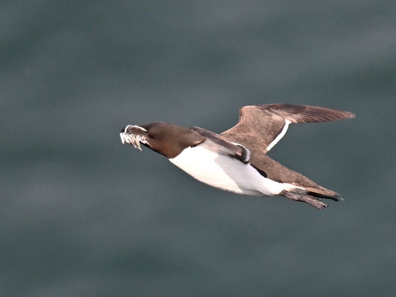 Razorbill