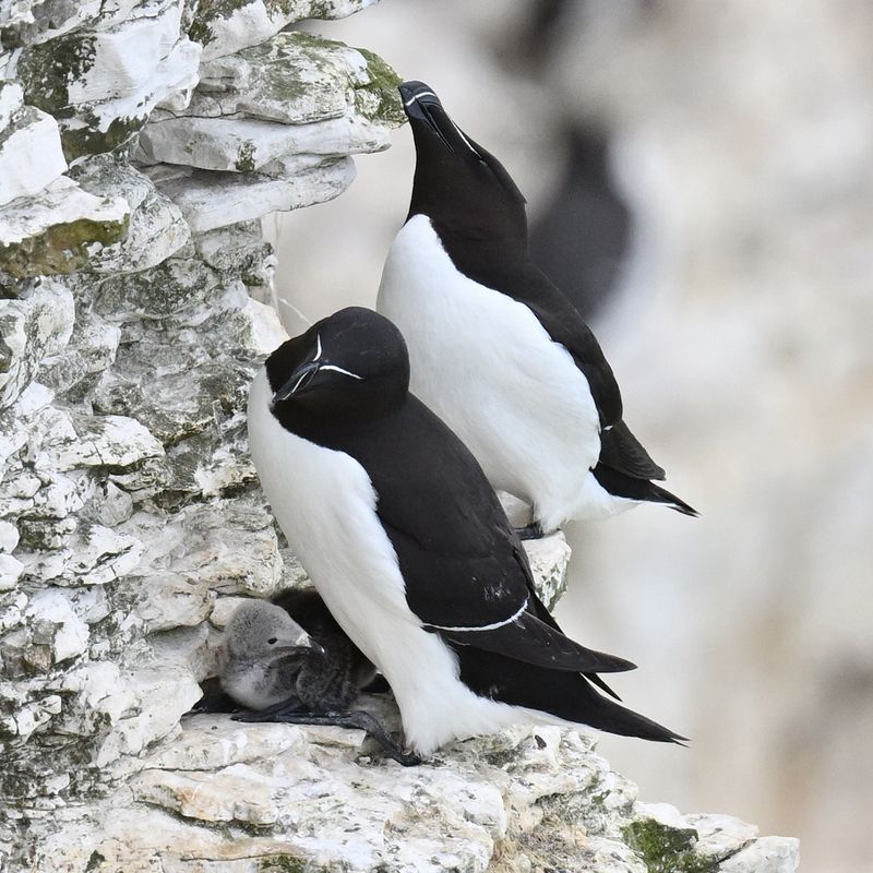 June 16th 2025 - Bempton Cliffs