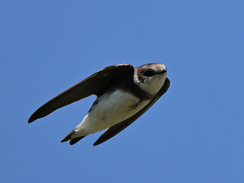 Sand Martin