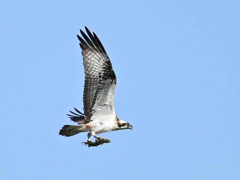 Osprey