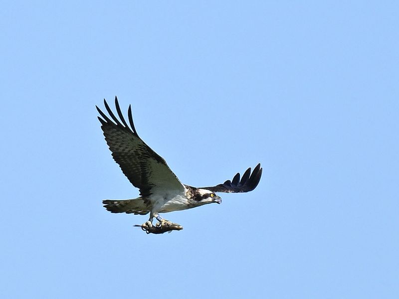 Osprey
