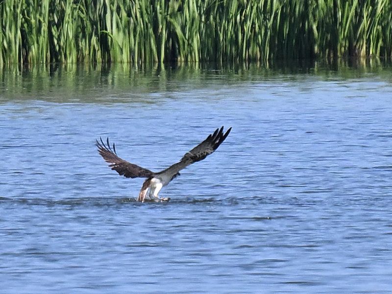 Osprey