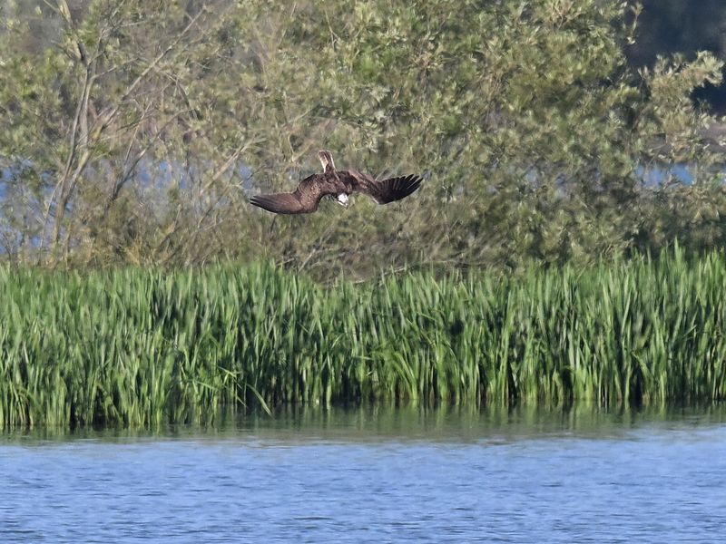 Osprey