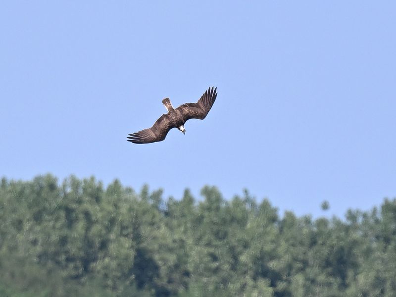 Osprey dive
