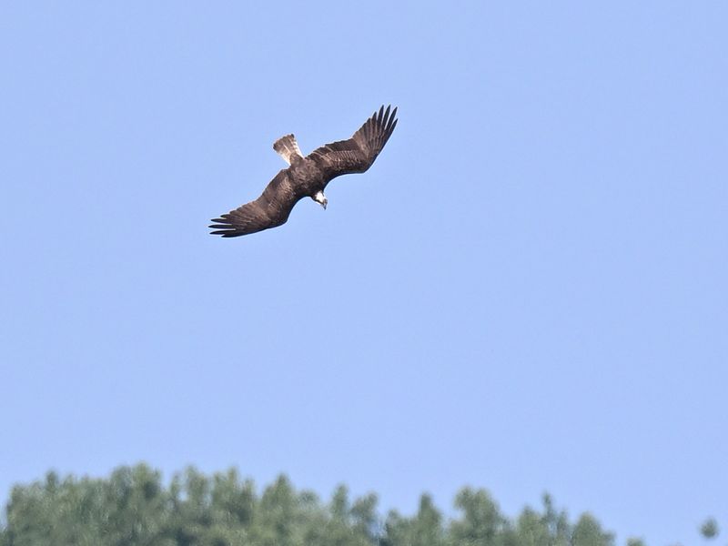 Another Osprey dive