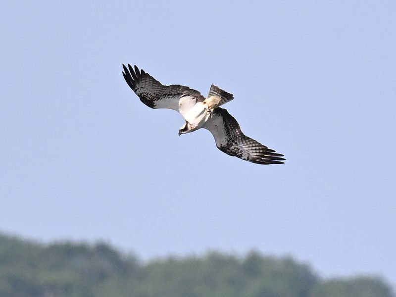 Osprey_DSC_0555_small.JPG