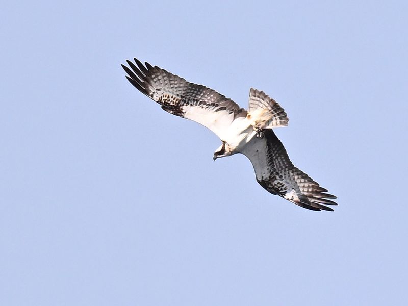 Osprey_DSC_0549_small.JPG