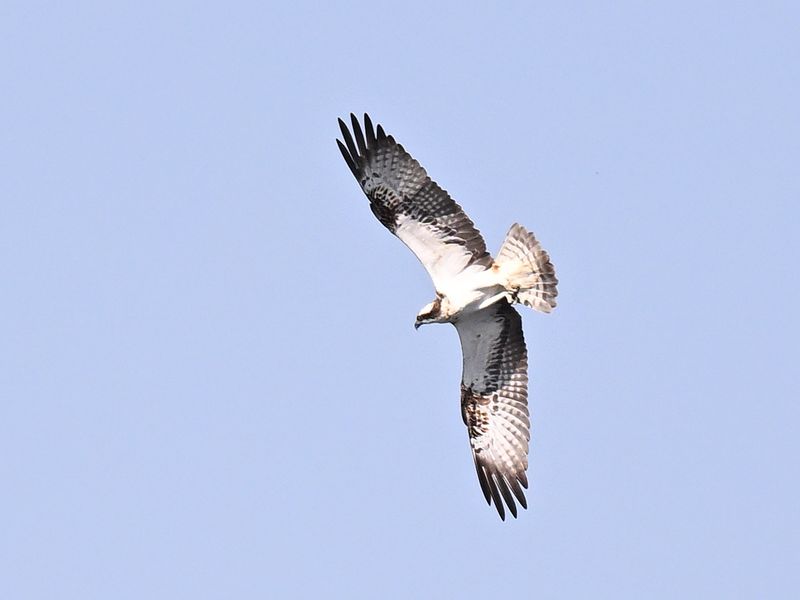 Osprey_DSC_0542_small.JPG