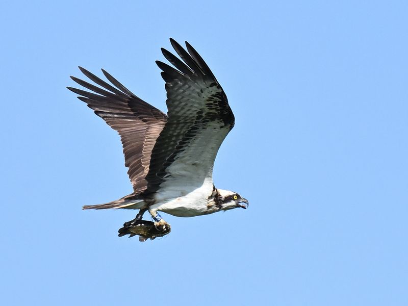 Osprey