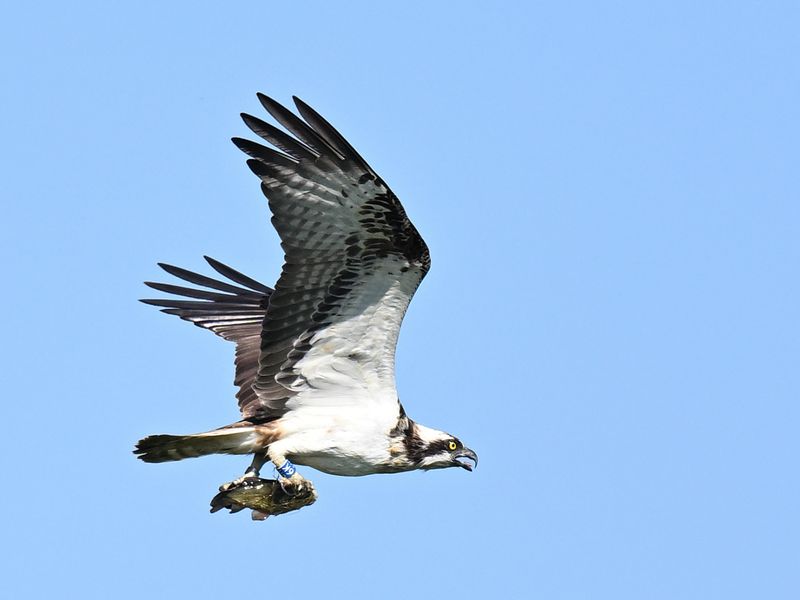 Osprey