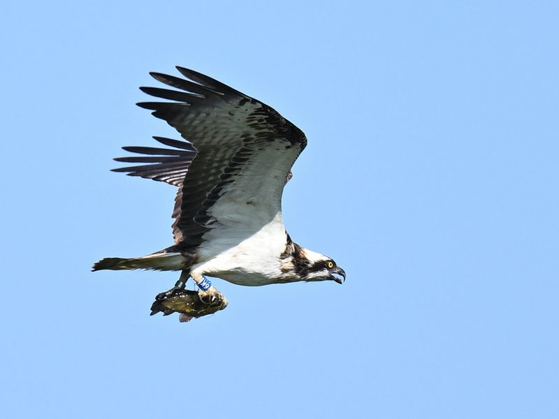 Osprey_DSC_0746_1400.JPG