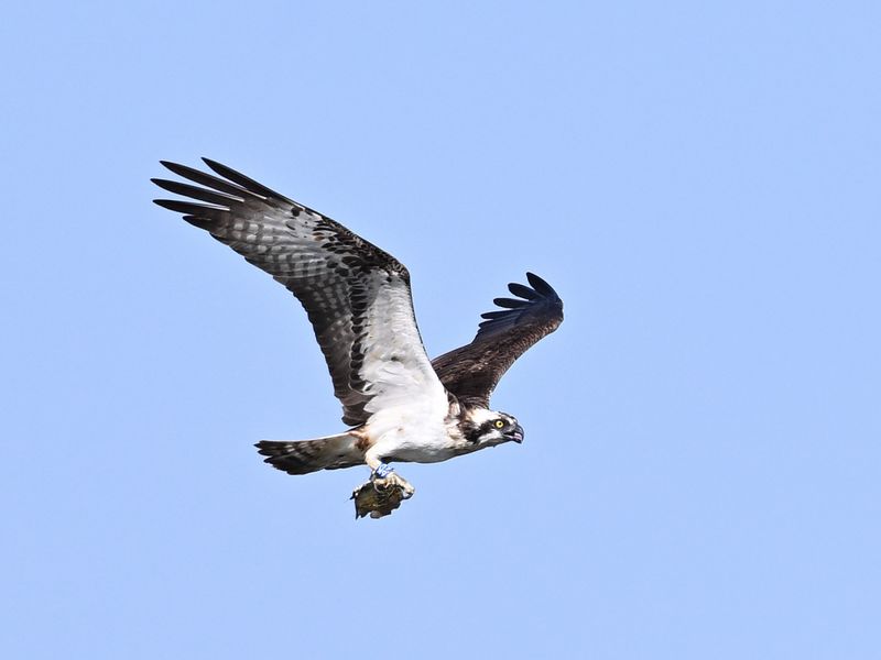 Osprey_DSC_0729_1400.JPG