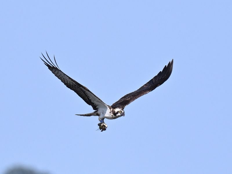 Osprey_DSC_0671_1400.JPG