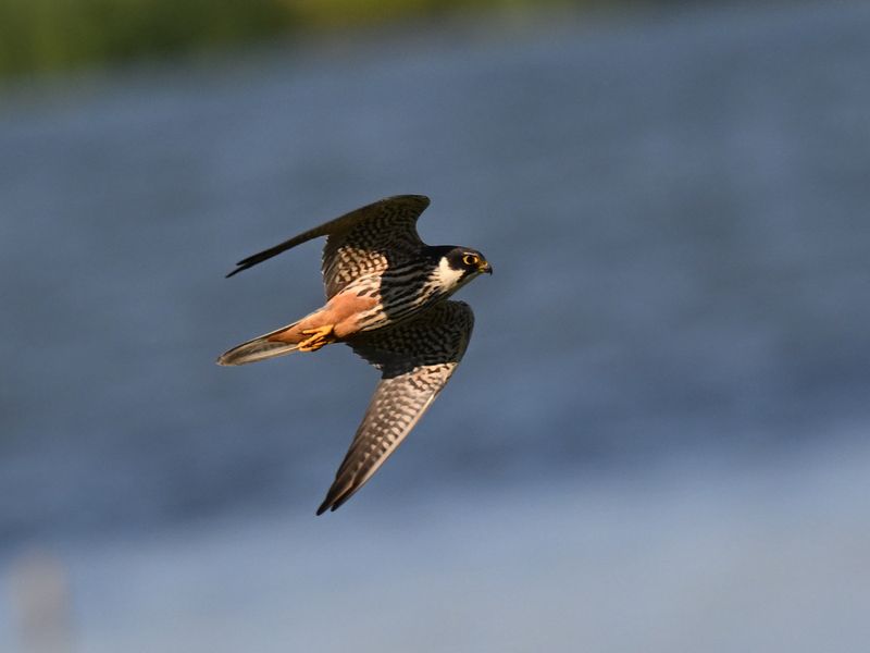 Hobby
