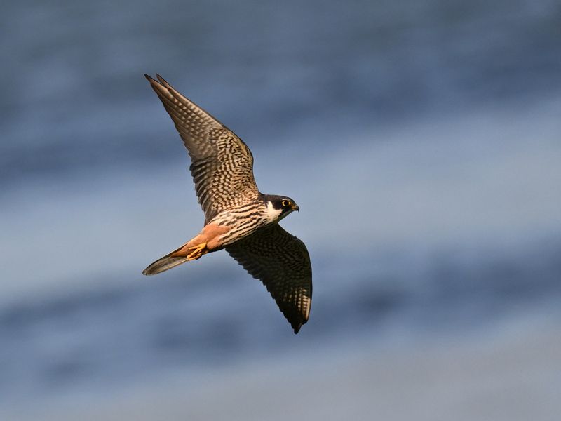 Hobby