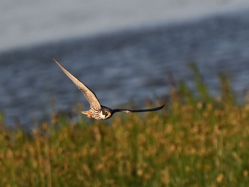 Hobby