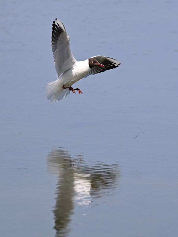 Black Headed Gull