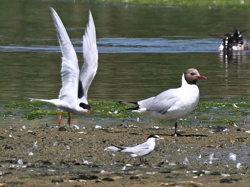 Little Tern
