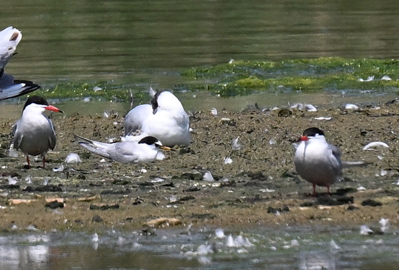 Little Tern
