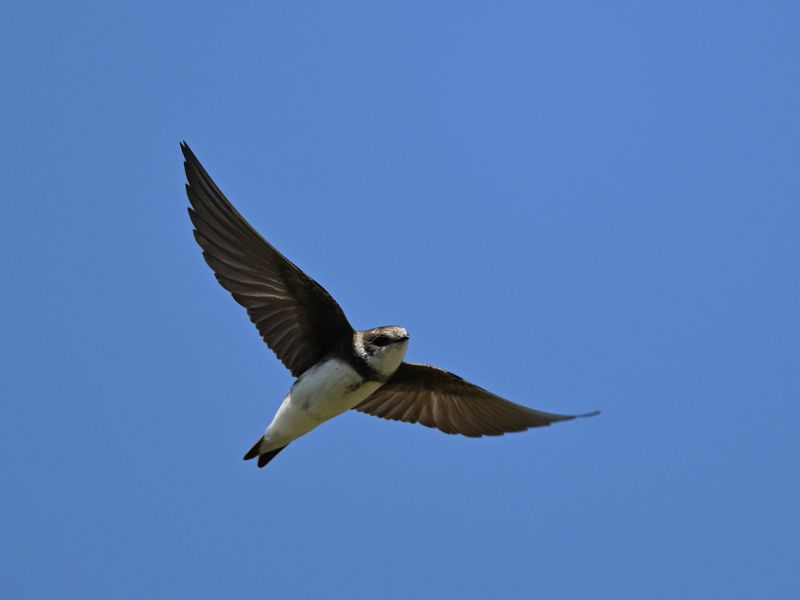 Sand Martin
