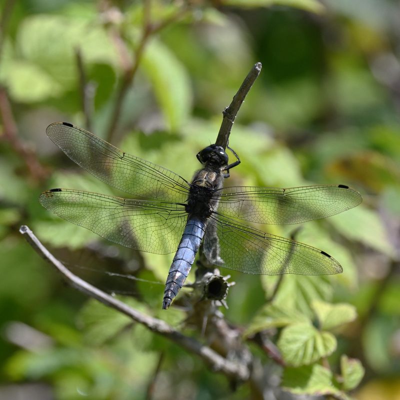 Black Tailed Skimmer