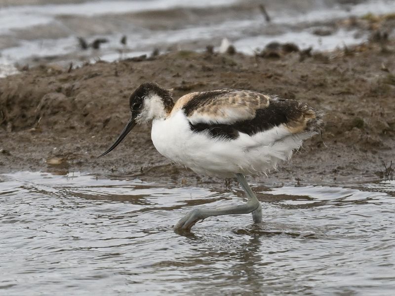Avocet chick