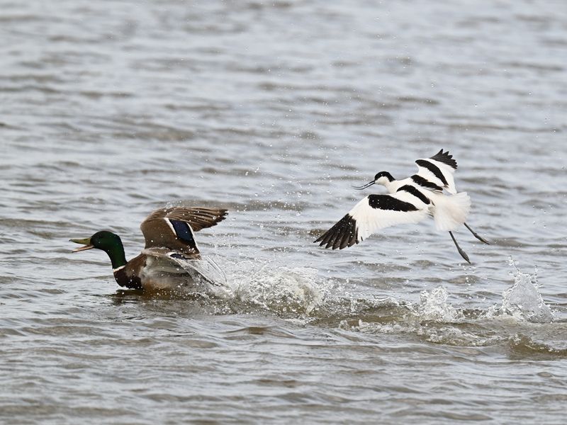 Avocet vs Mallard