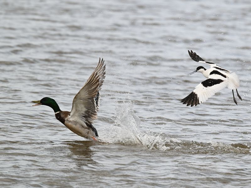 Avocet vs Mallard