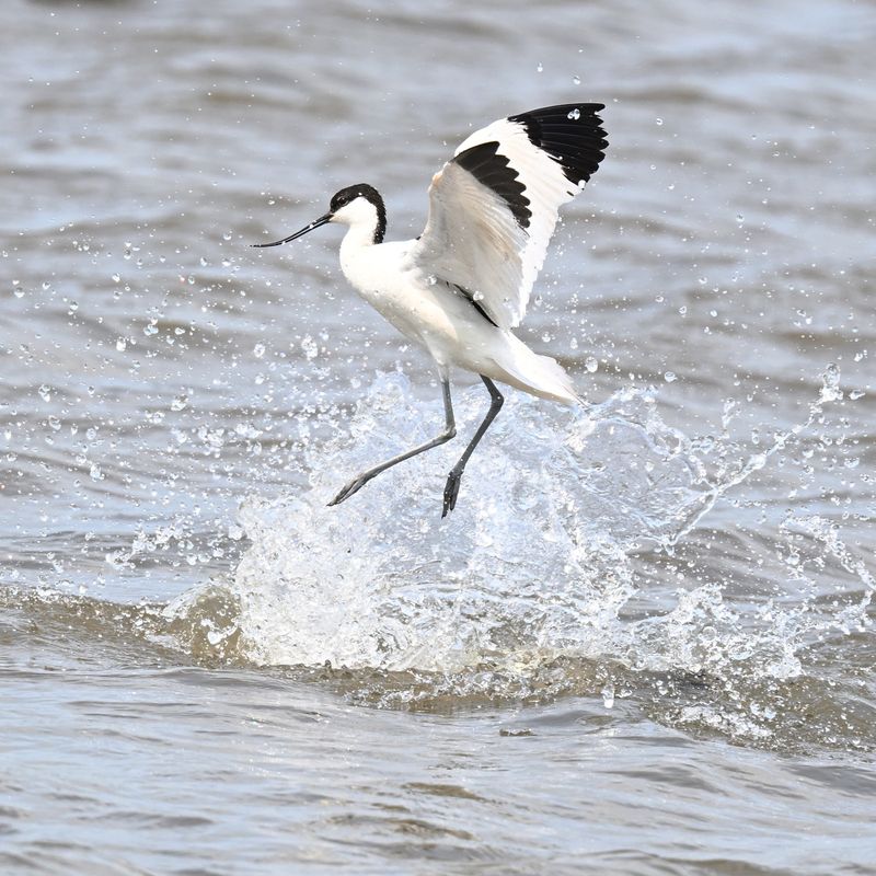 Avocet