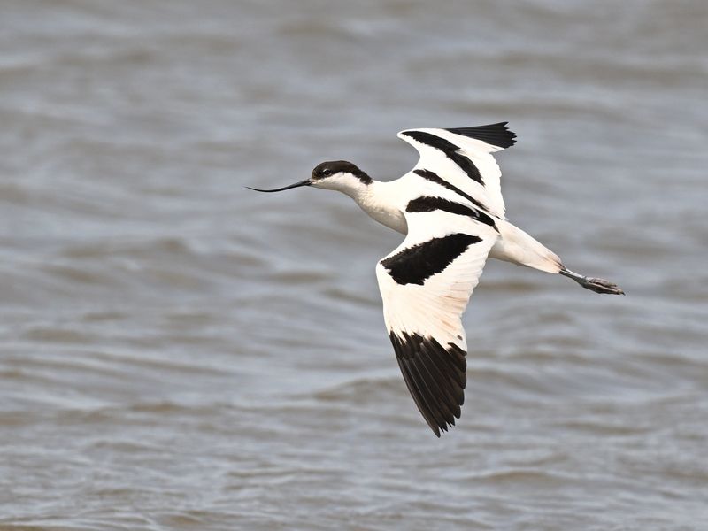 Avocet