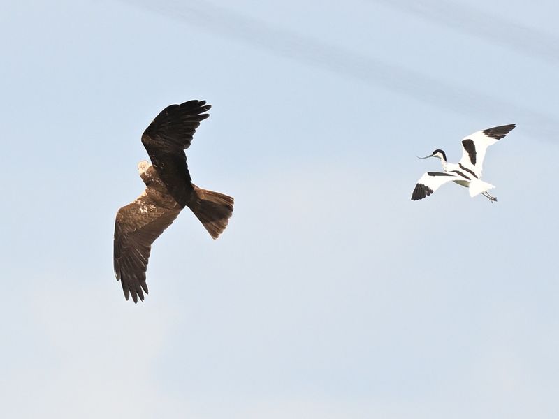 Avocet vs Marsh Harrier