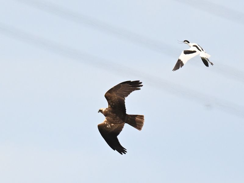 Avocet vs Marsh Harrier