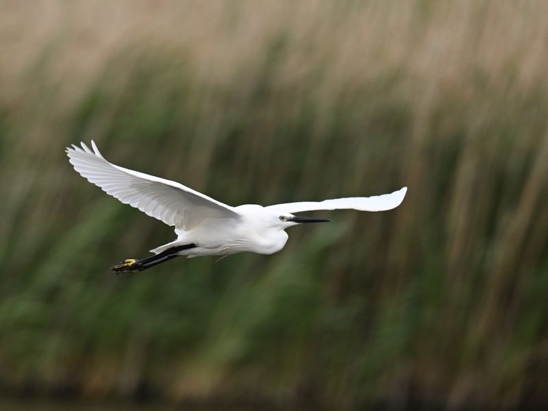 Little Egret