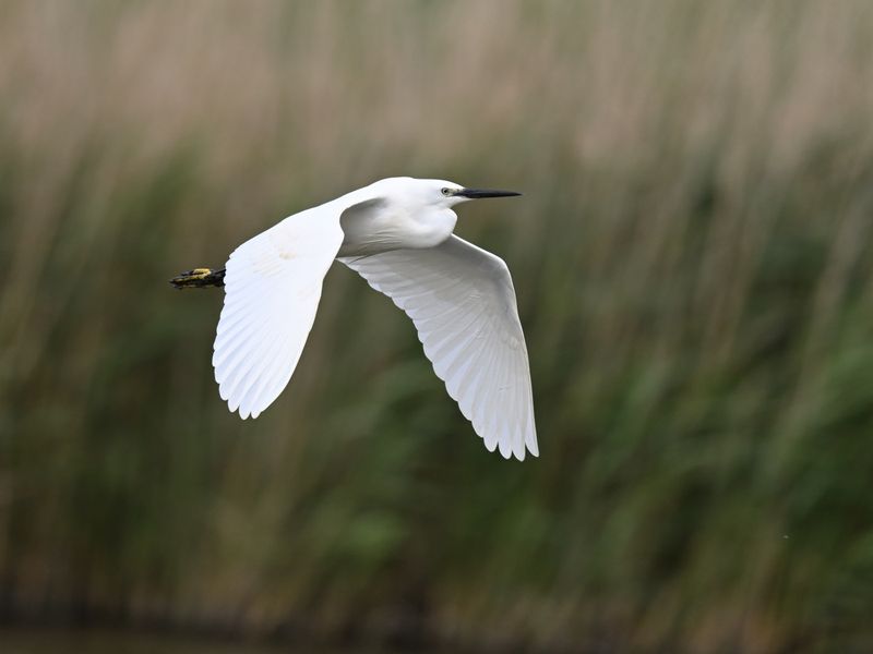 Little Egret
