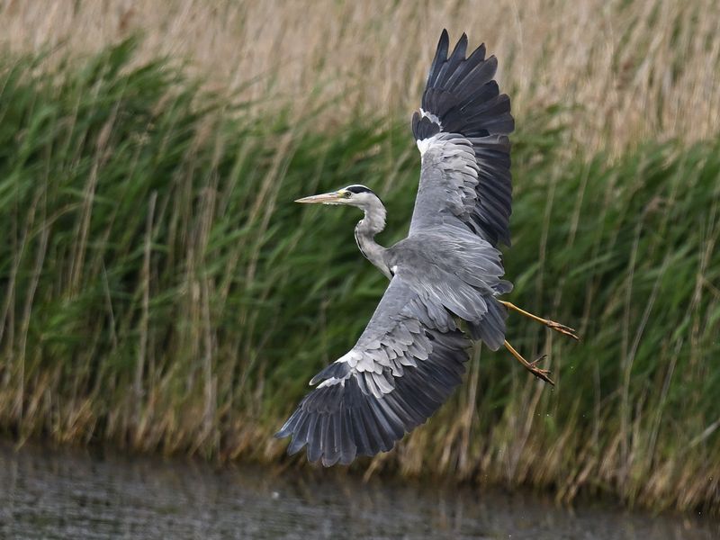 Grey Heron