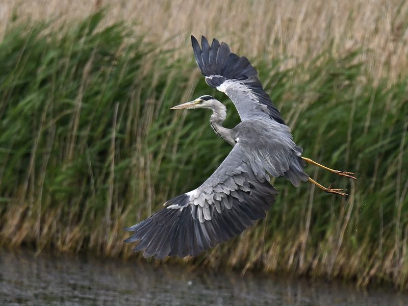 Grey Heron