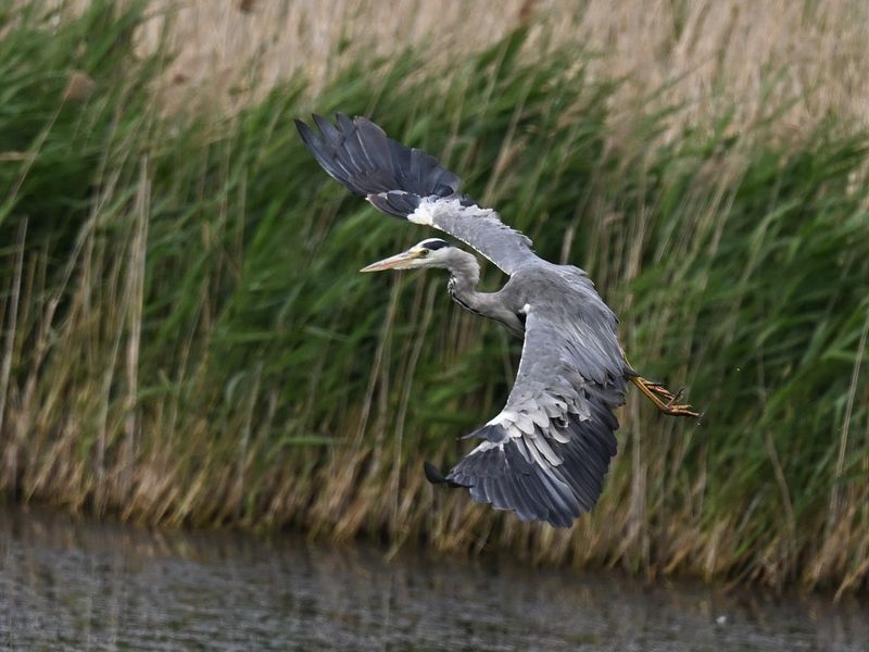 Grey Heron