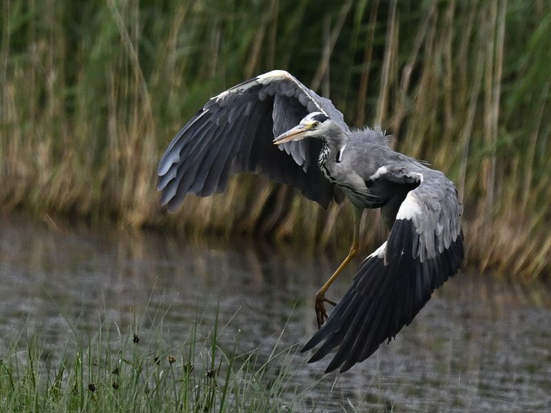 Grey Heron
