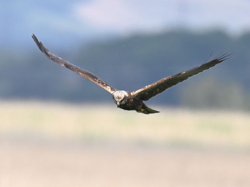Marsh Harrier