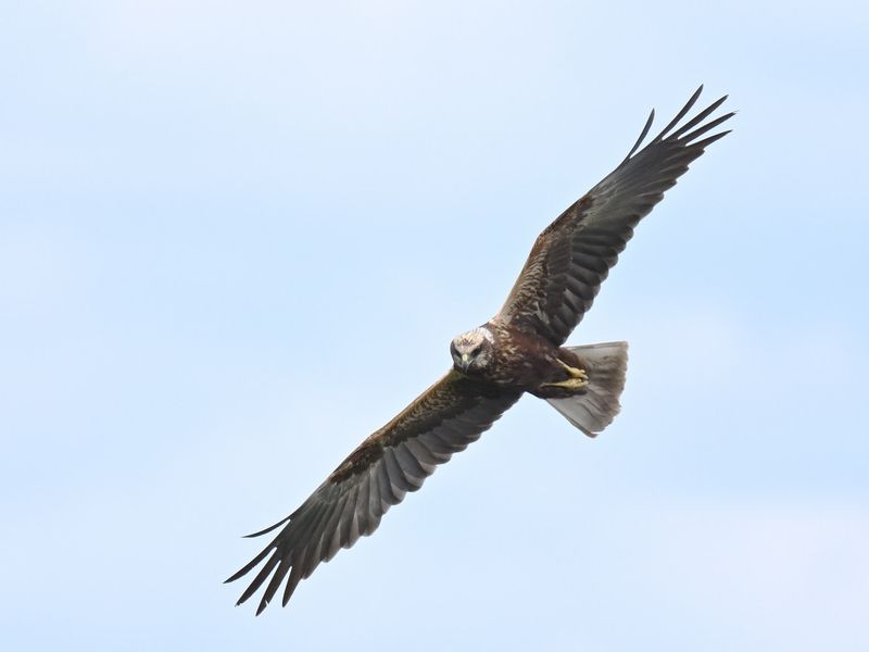 Marsh Harrier