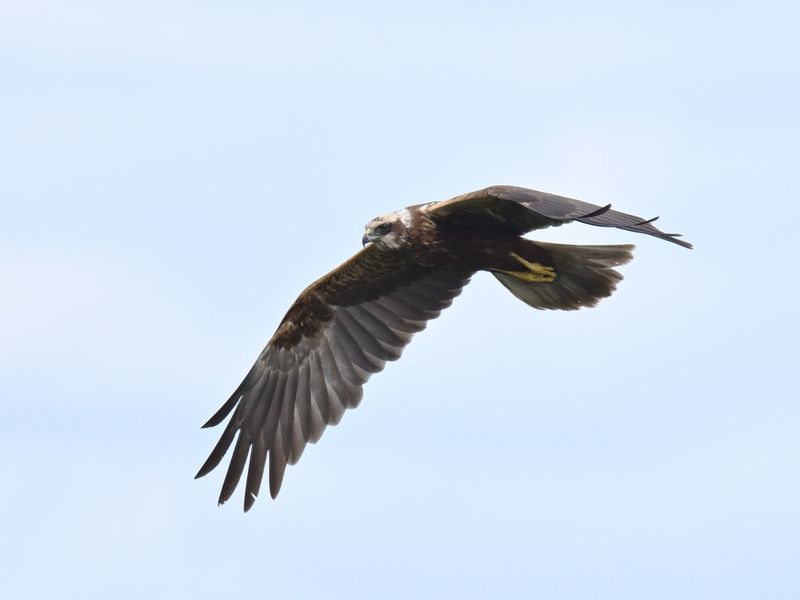 Marsh Harrier